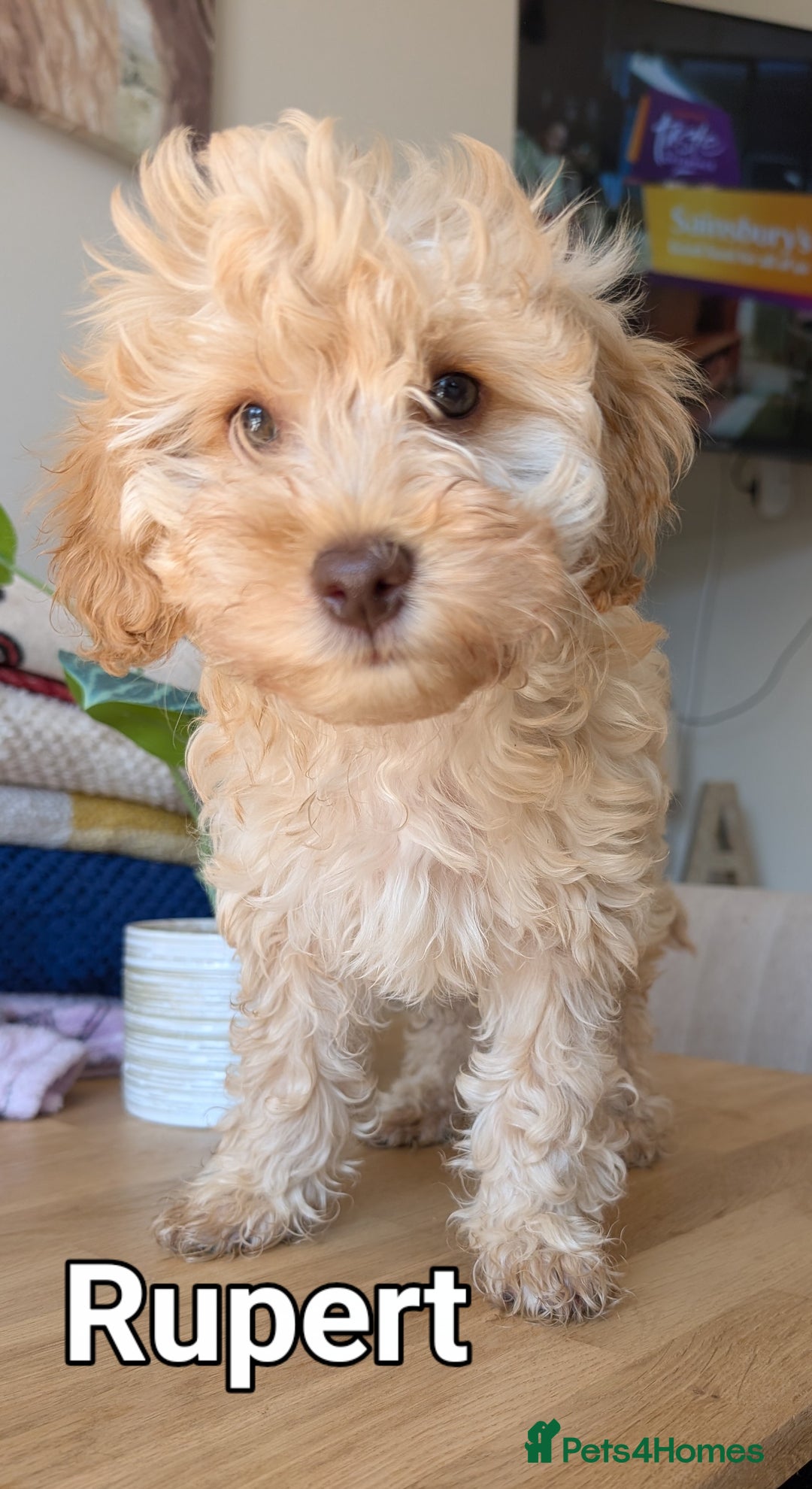 Cockapoo dogs for sale: Cockapoo puppies born 16/4/2025 in Dewsbury - Image 2