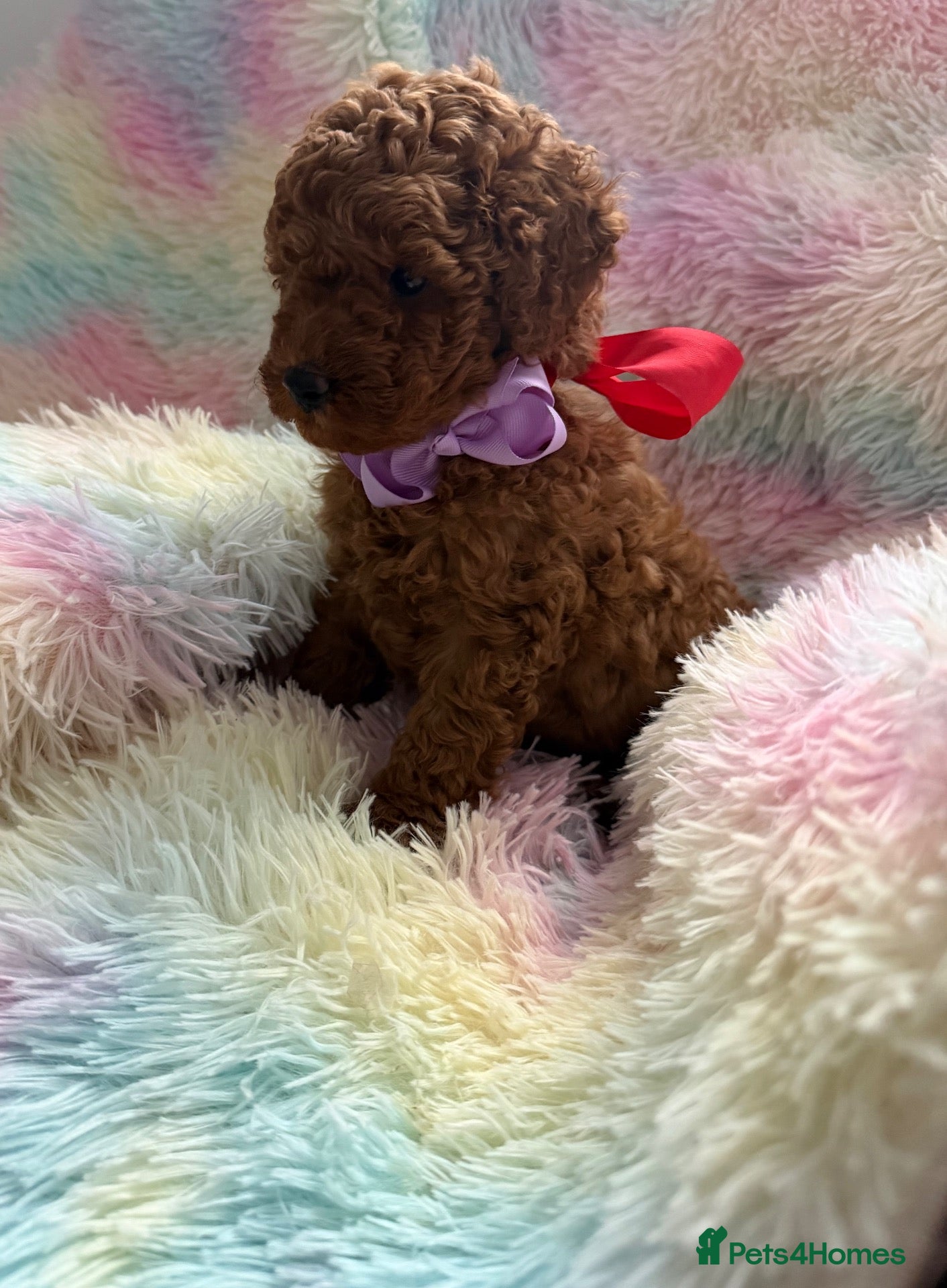Toy Poodle dogs for sale: Red Toy poodle 🐩❤️ - Advert 1