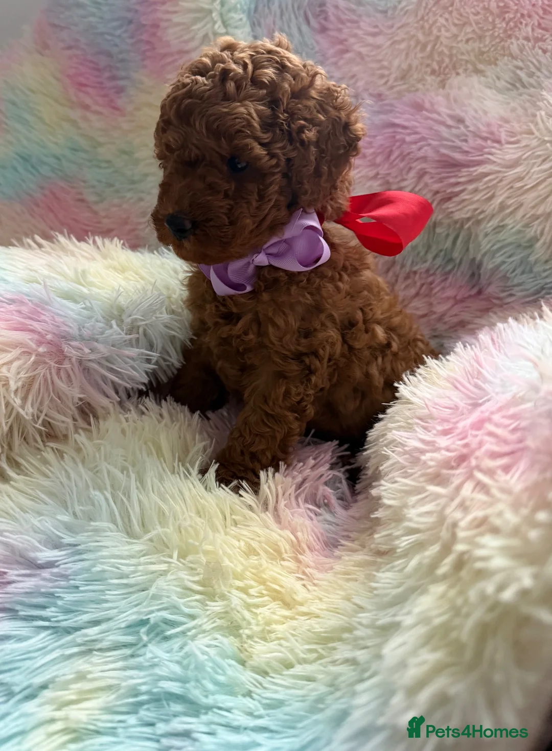 Toy Poodle dogs for sale: Red Toy poodle 🐩❤️ - Advert 2