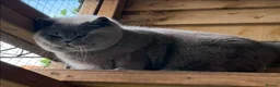 British Shorthair cats for sale: Beautiful cream boy available  - Advert 6