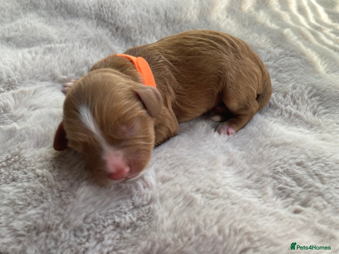 Mixed Breed dogs for sale: Cockapoo/Cavapoo Mix Puppies Available 10 Nov 25 - Image 15
