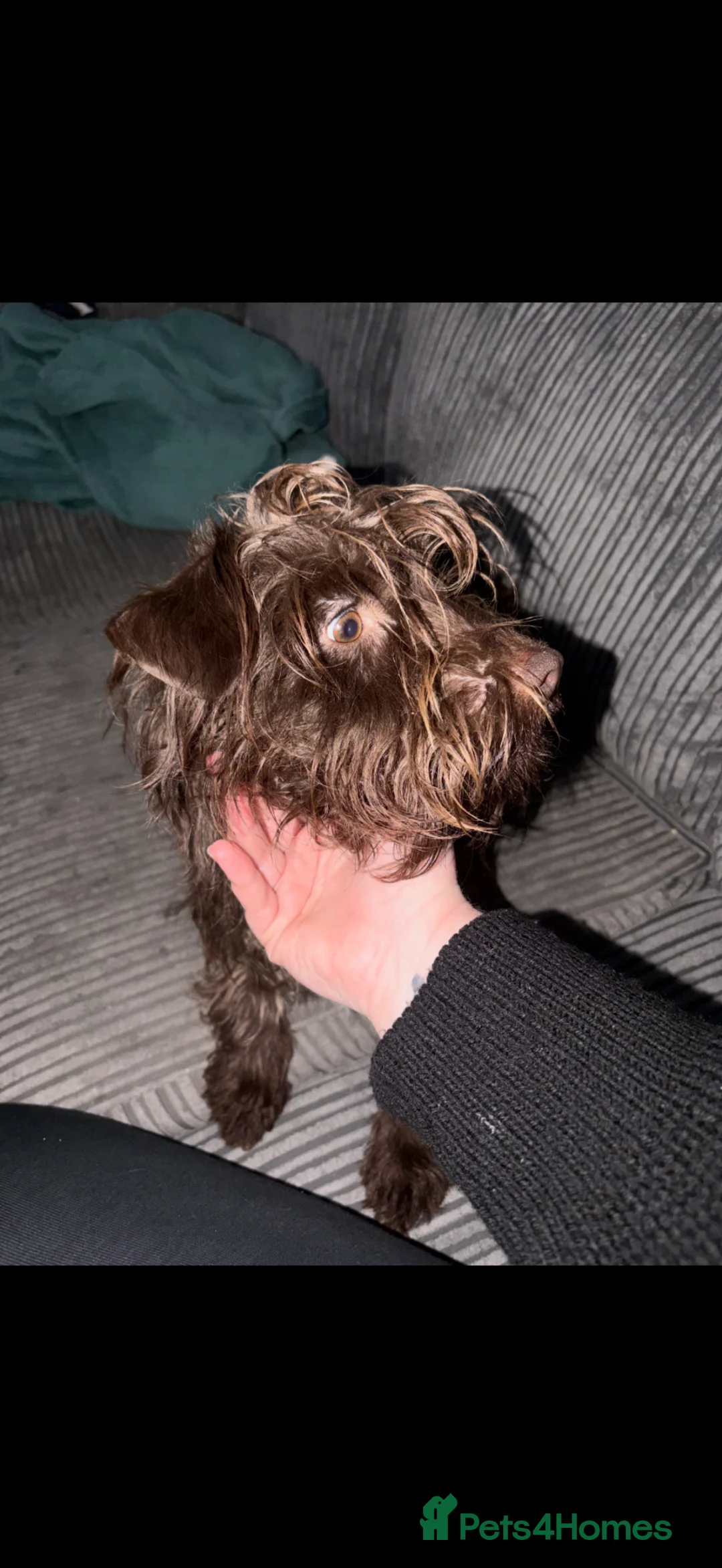 Patterdale Terrier dogs for sale: Patterdales  - Advert 1