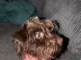 Patterdale Terrier dogs Patterdales - Advert 7