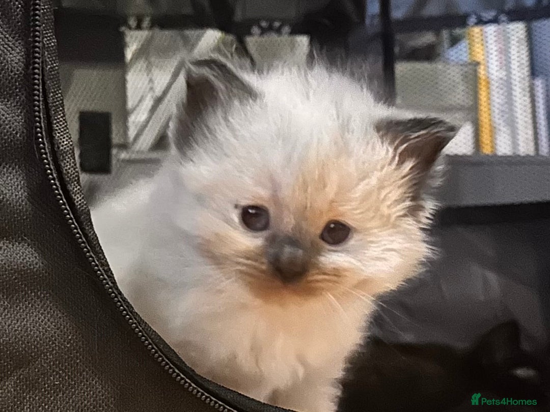 Ragdoll cats for sale: Pure ragdoll  - Advert 22