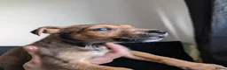 Mixed Breed dogs for sale: Mixed breed shepherds for sale - Advert 9