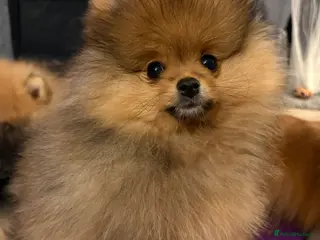 Pomeranian dogs READY TO LEAVE Rkc Pomeranian Puppy 5* home only - Advert 3