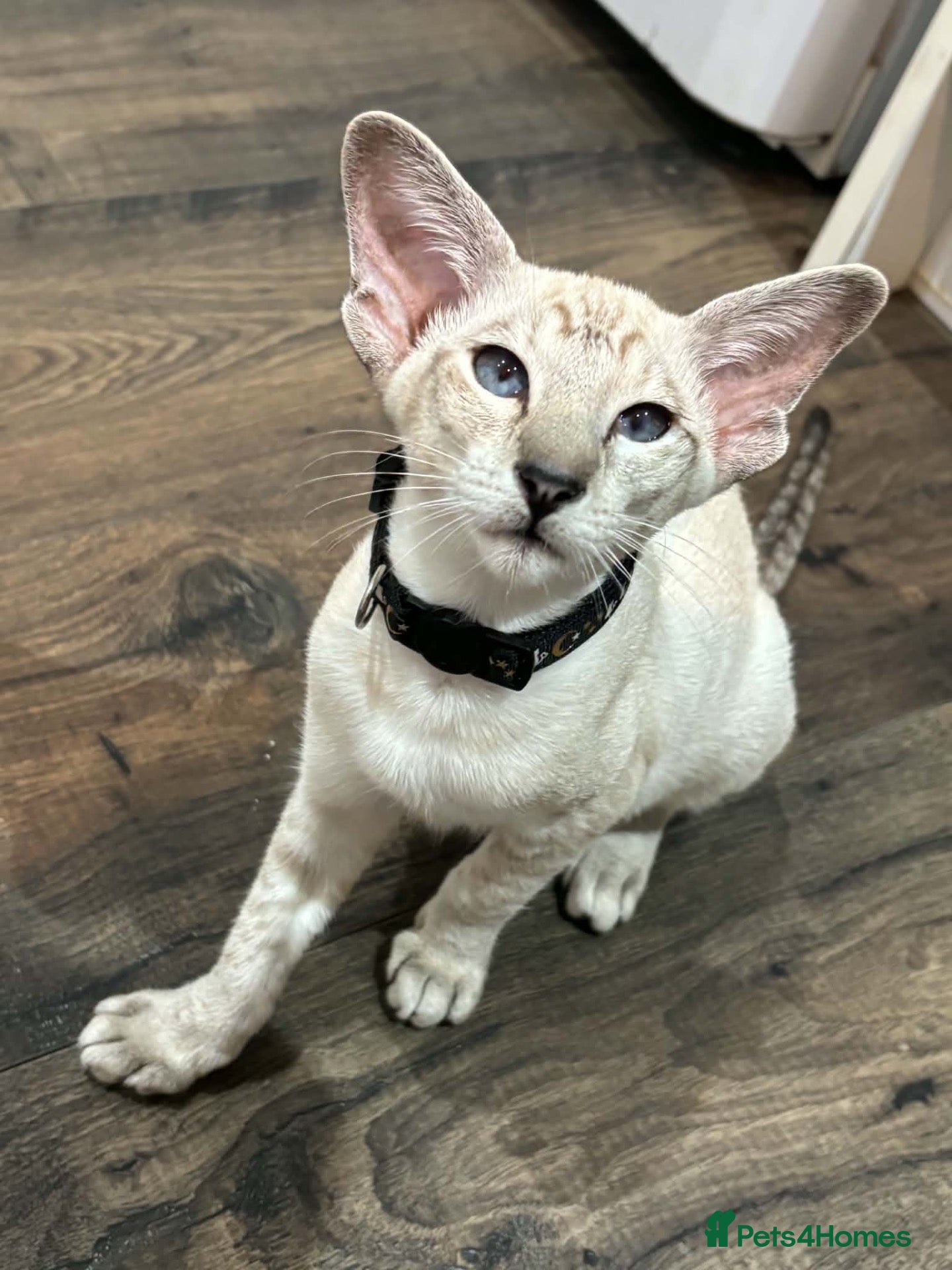 Oriental cats Oriental shorthair Female  - Advert 1