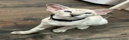 Oriental cats for sale: Oriental shorthair Female  - Advert 2