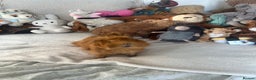 Guinea Pig rodents for sale: Male guinea pig  - Advert 2