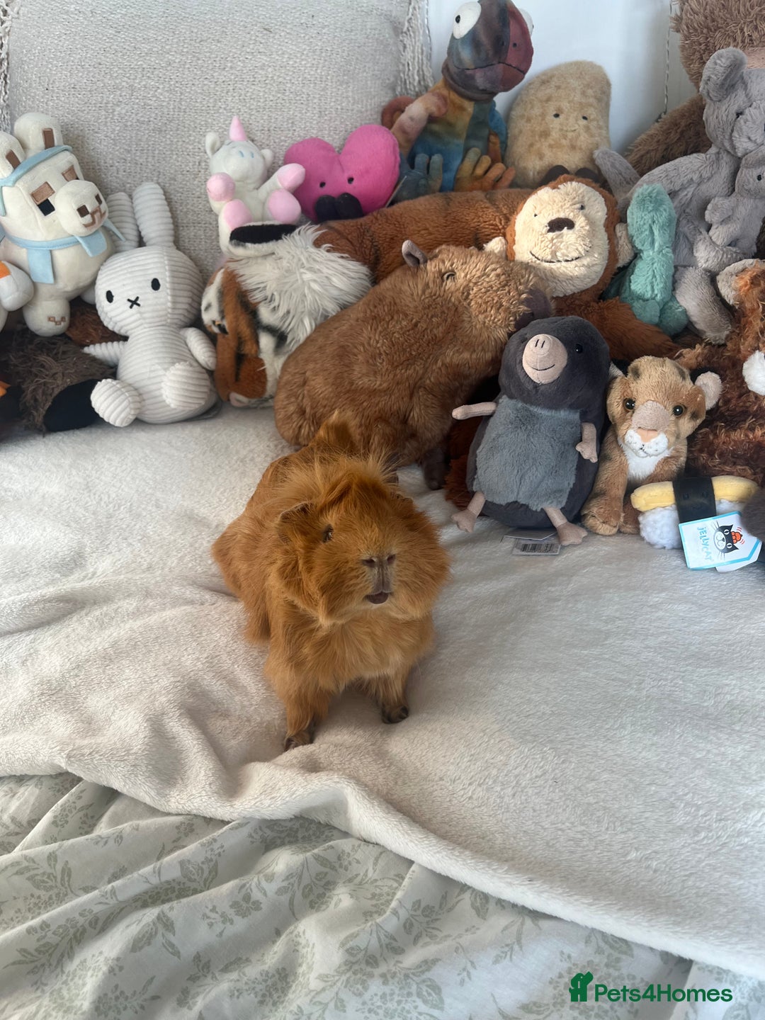 Guinea Pig rodents for sale: Male guinea pig  - Advert 2
