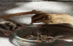 Sugar Glider rodents for sale: 3 sugar gliders and full set up - Advert 2