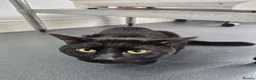 Mixed Breed cats for adoption: Choochi the foster tom cat needs indoor home - Advert 3