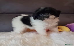 Cockapoo dogs for sale: Best Friend Sofa Companions 🥰 Fully vaccinated  - Image 6