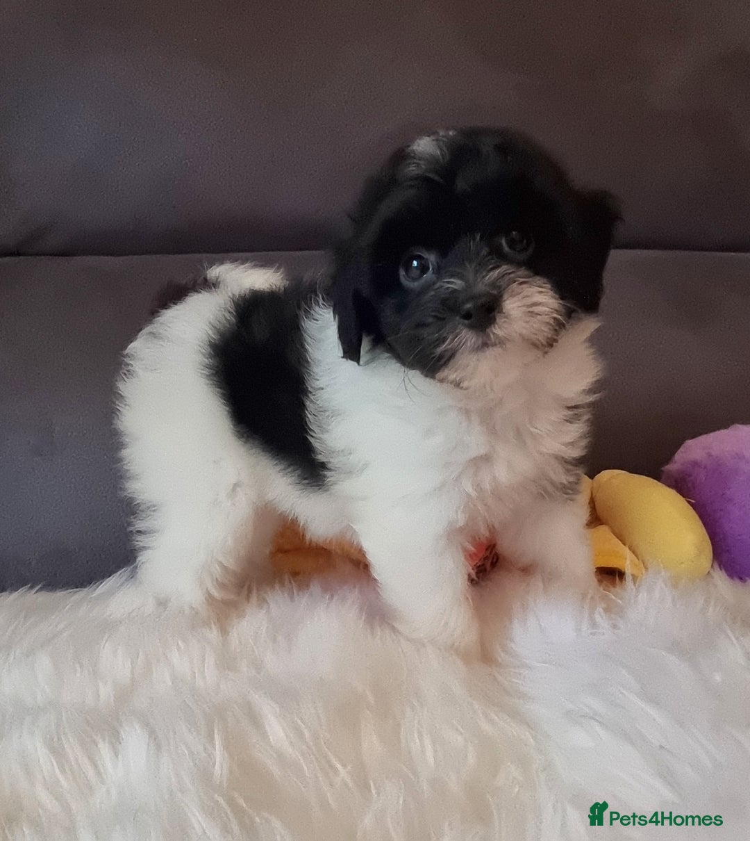 Cockapoo dogs for sale: Best Friend Sofa Companions 🥰 Fully vaccinated  - Image 6