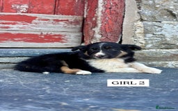 Border Collie dogs for sale: 5 Beautiful Border Collie Pups For Sale - Image 5