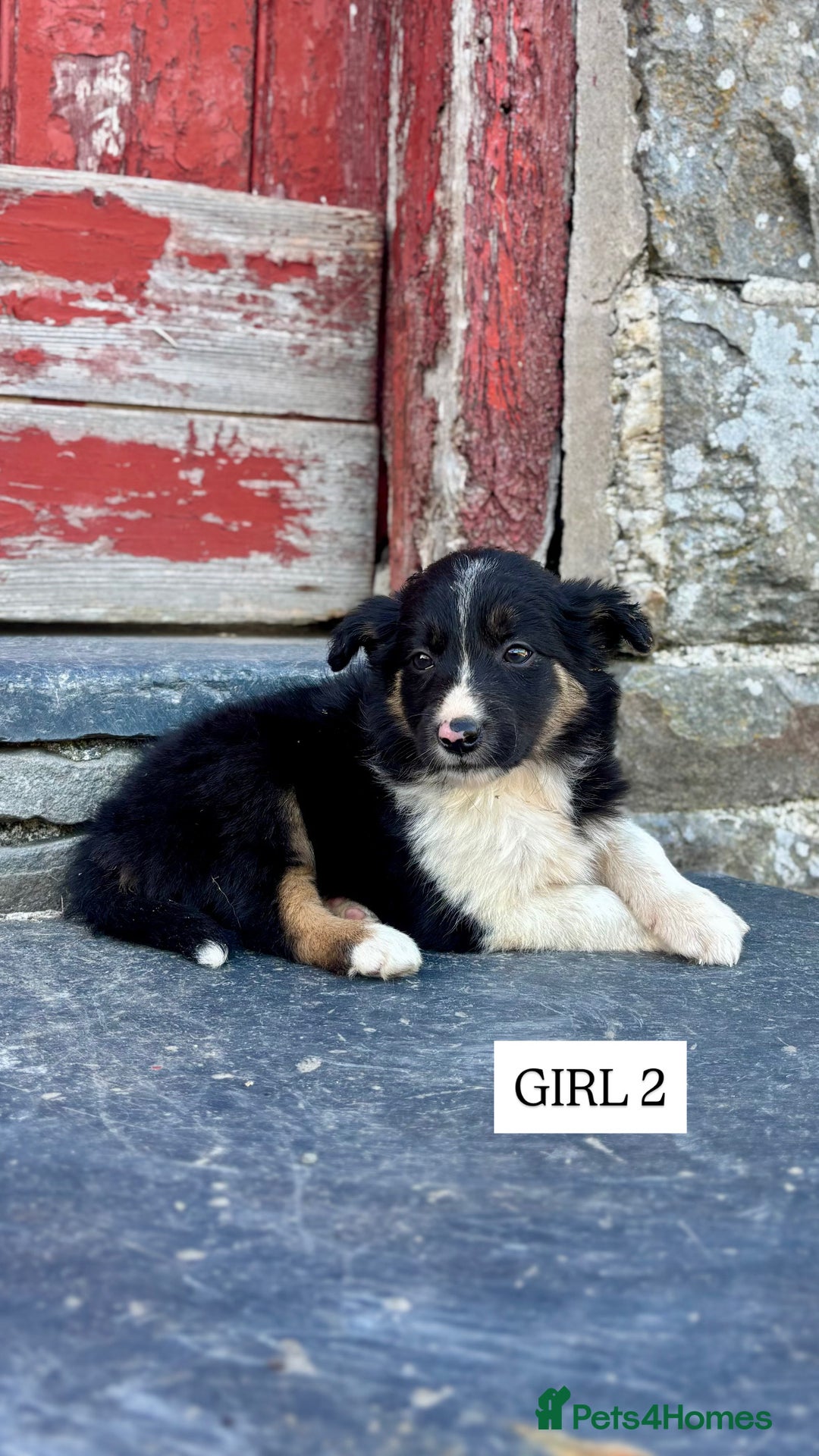 Border Collie dogs for sale: 5 Beautiful Border Collie Pups For Sale - Image 5