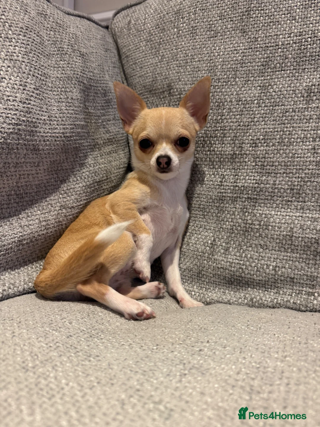 Chihuahua dogs for sale: 🐶Tiny exquisite RARE blue, Lilac & Chocolate Tri  - Advert 40