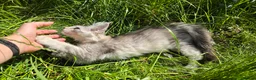 Maine Coon cats for sale: Adorable Maine Coon Kittens - Advert 14