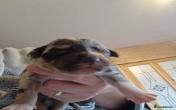 Mixed Breed dogs for sale: Kelpie x Collie Puppies  - Image 3