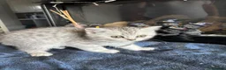 British Shorthair cats for sale: Tabby/spotted BSH kittens - Advert 16