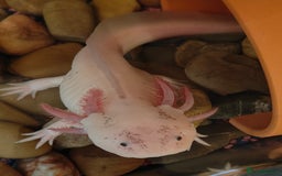 Axolotl reptiles for sale: Axolotls - Advert 5