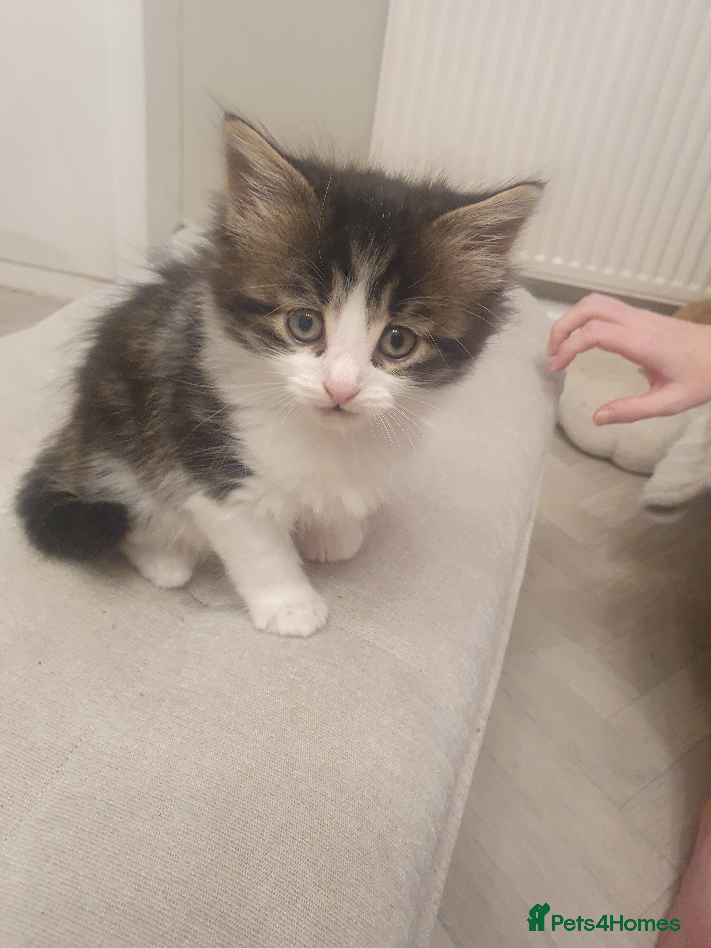 Mixed Breed cats 3 male kittens  in Pontefract - Advert 1