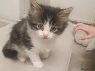 Mixed Breed cats 3 male kittens in Pontefract - Advert 1