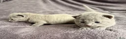 Russian Blue cats for sale: Pure TICA Champion Line Russian Blue Kittens - Advert 16