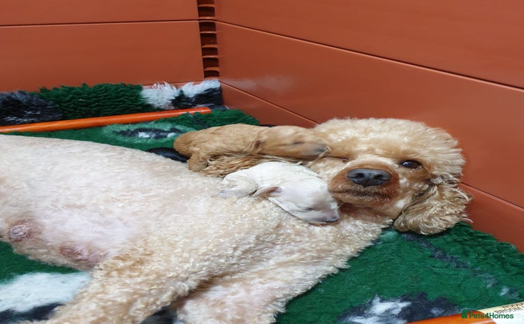 Toy Poodle dogs - Advert 1