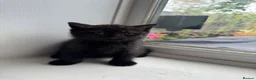 British Shorthair cats for sale: British shorthair kittens  - Advert 28