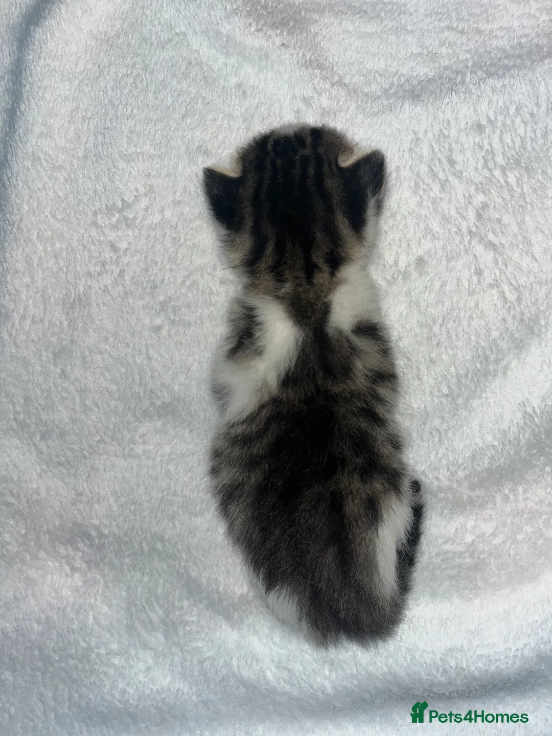 Mixed Breed cats for sale: Gorgeous tabby’s  - Advert 4