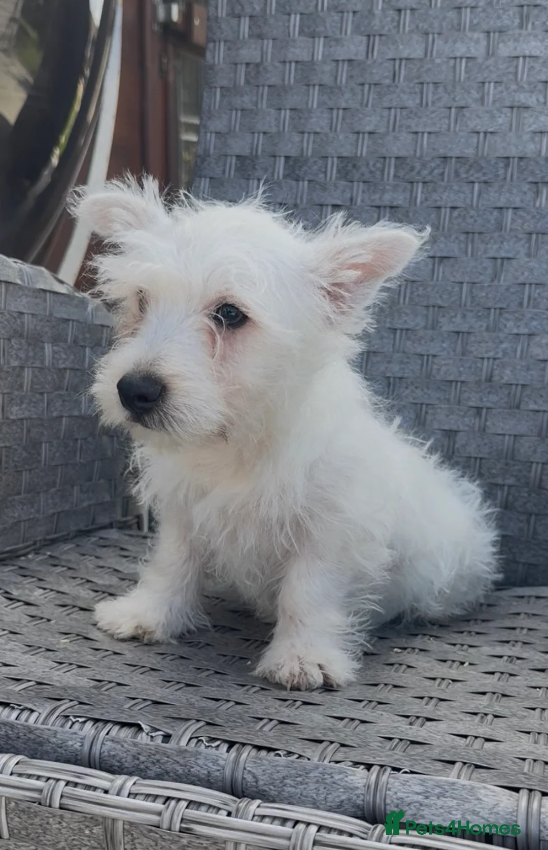 West Highland Terrier dogs for sale: West Highland Terrier Pups Pure Pedigree - Advert 1