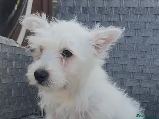 West Highland Terrier dogs West Highland Terrier Pups Pure Pedigree - Advert 1