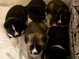 Akita dogs American Akita Puppy - Advert 6