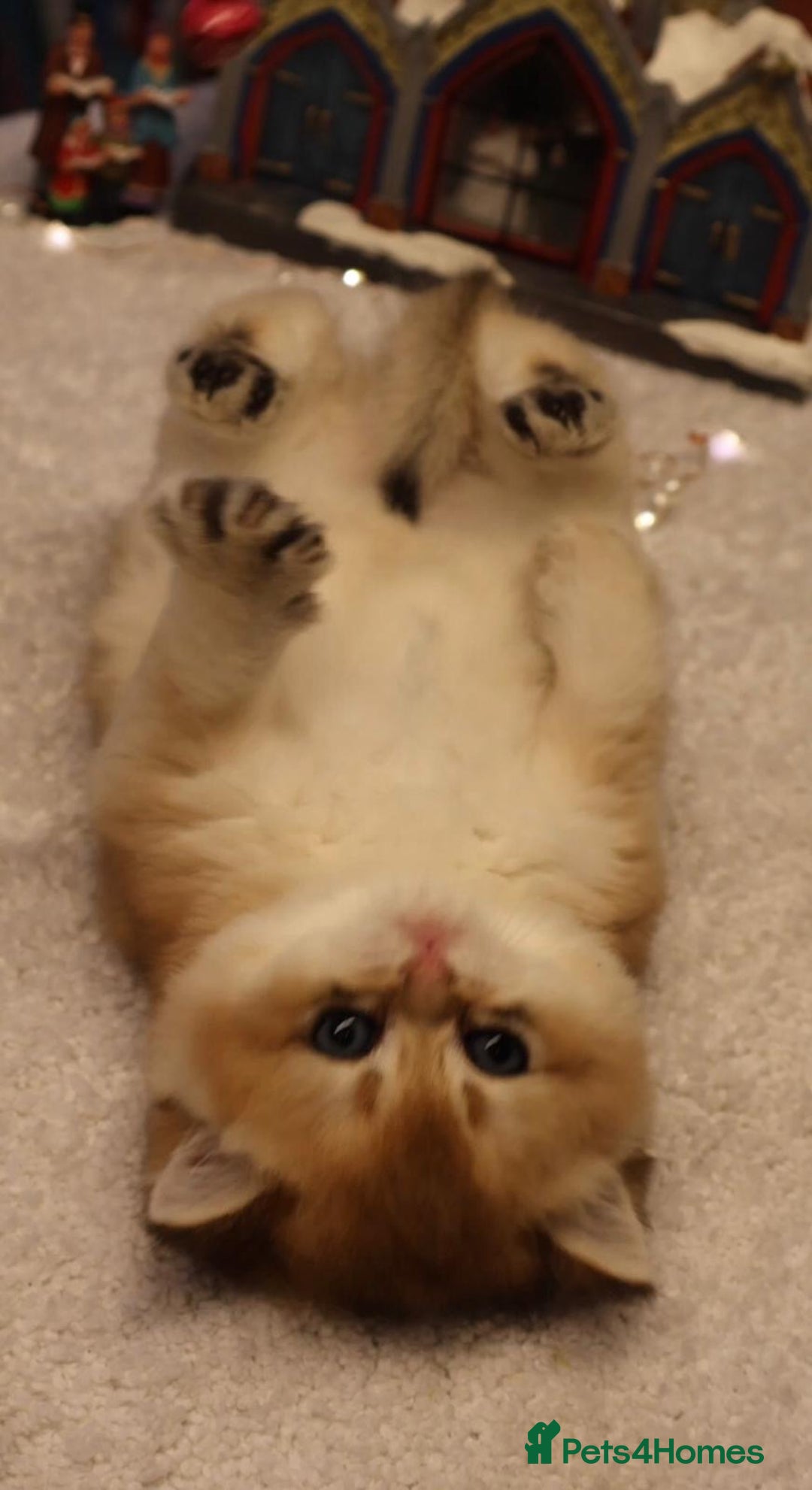 British Shorthair cats for sale: CHAMPION GOLDEN BRITISH SHORT HAIR KITTEN MALE - Advert 2