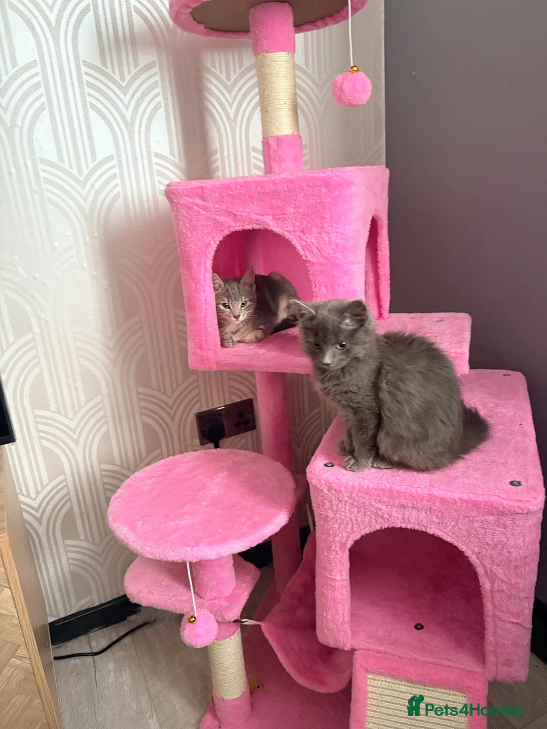 Mixed Breed cats for sale: Two female kittens for rehome  - Advert 6