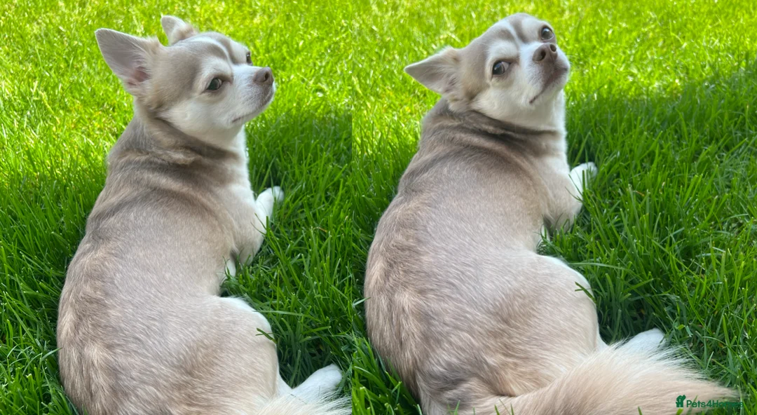 Chihuahua dogs for stud: Unique Chihuahua for Stud 🐾 in Southampton - Advert 9