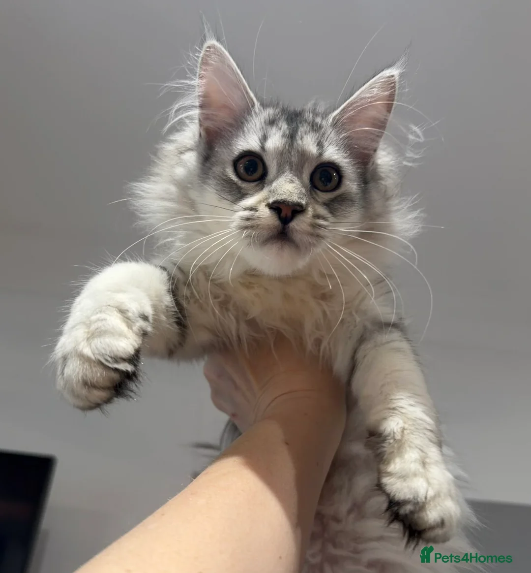 Maine Coon cats for sale: Stunning Black Silver Shaded Maine Coon Kittens - Advert 6