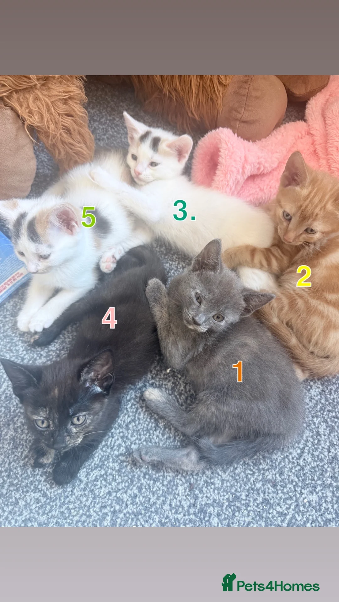 Mixed Breed cats for sale: Mixed litter  - Advert 11