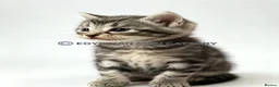 Egyptian Mau cats for sale: TICA reg SNOW LEOPARD EGYPTIAN MAU X BENGAL  - Advert 38