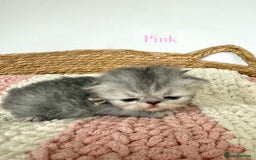 Persian cats for sale: Persians  - Image 4