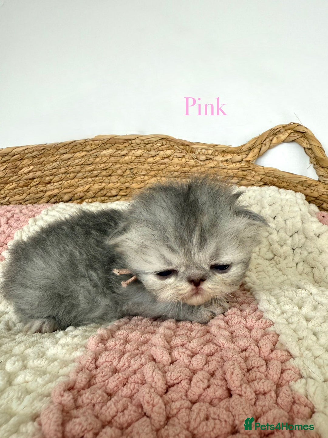 Persian cats for sale: Persians  - Image 4