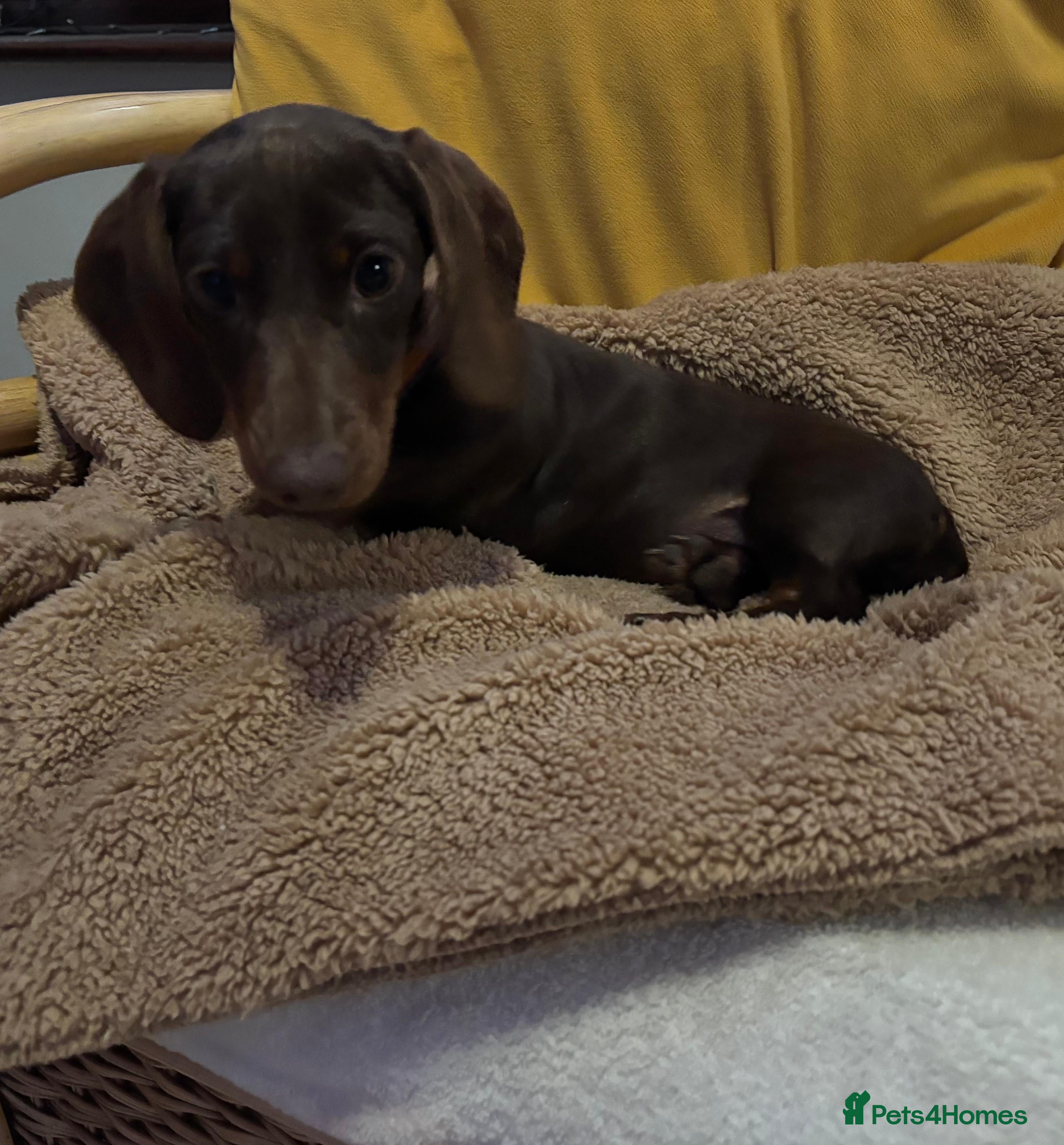 Miniature Dachshund dogs KC registered miniature dachshund - Advert 10