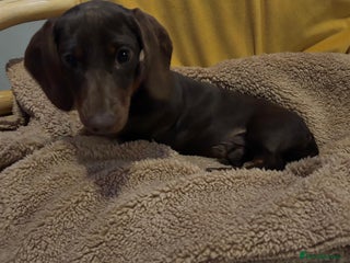 Miniature Dachshund dogs KC registered miniature dachshund - Advert 10