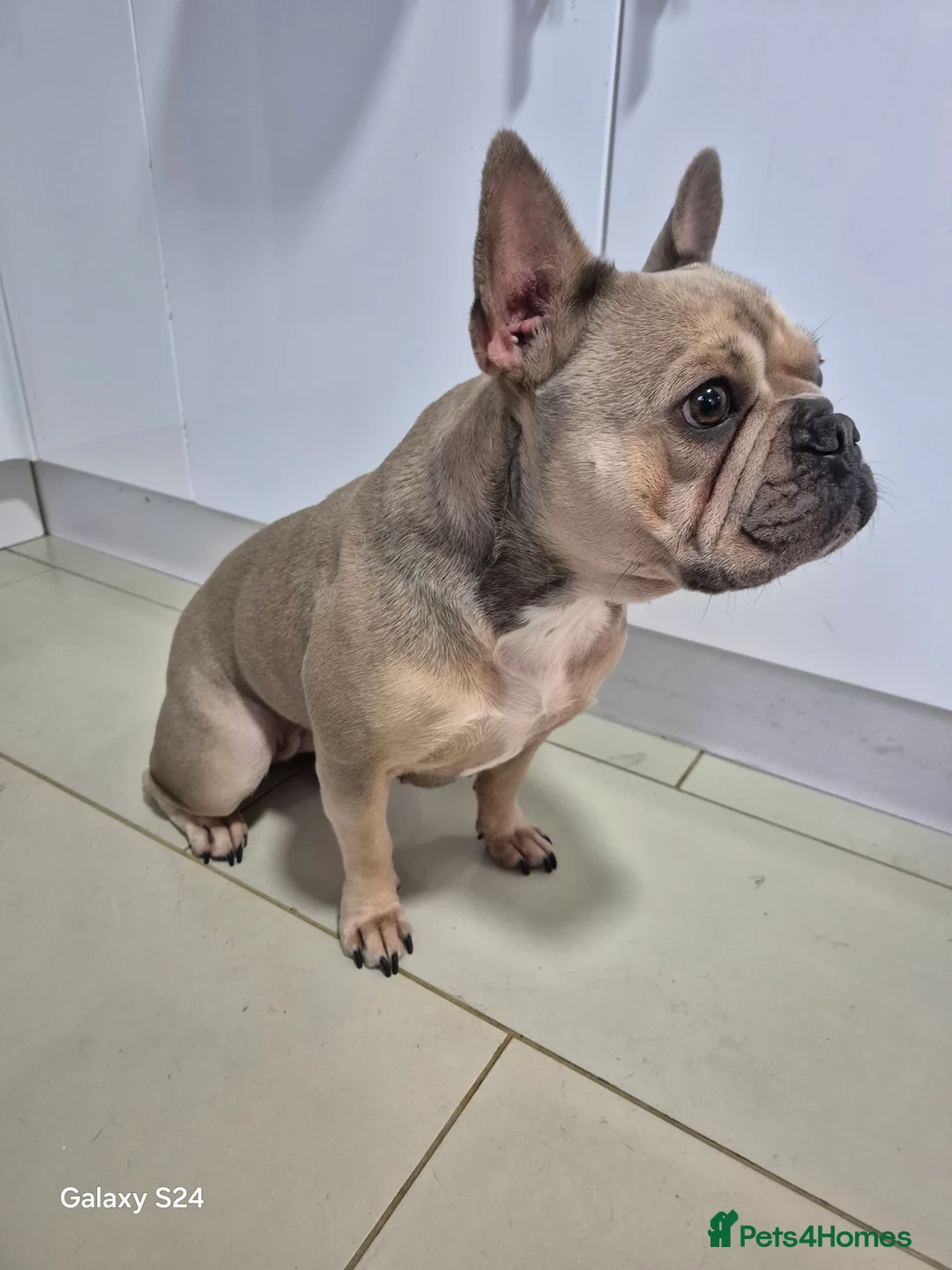 French Bulldog dogs for sale: Female French bulldog - Advert 2