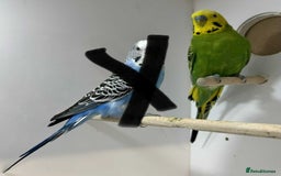 Budgerigars birds for sale: Aviary budgies for sale  - Image 3