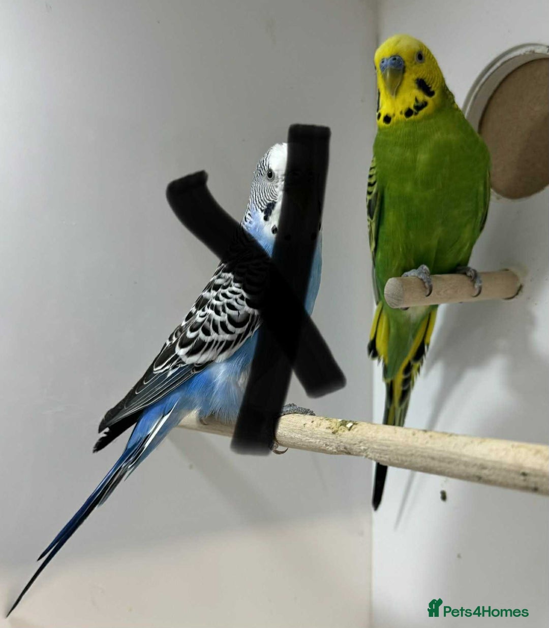Budgerigars birds for sale: Aviary budgies for sale  - Image 3
