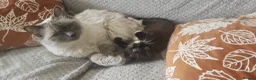 Siamese cats for sale: READY NOW TWO GORGEOUS SIAMESE GIRLS  - Advert 26