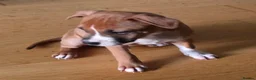 Staffordshire Bull Terrier dogs for sale: Staffordshire bull terrier  - Advert 3