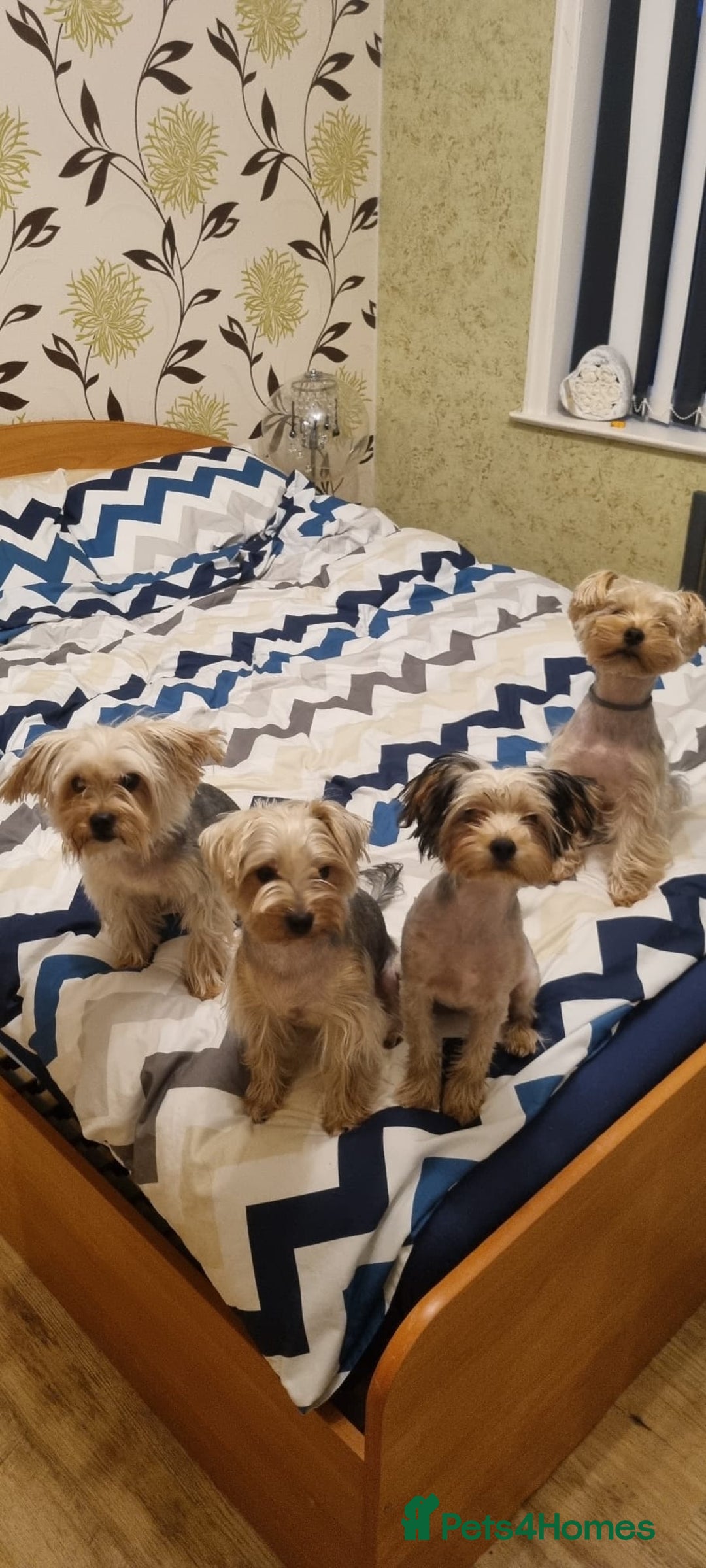 Gallery Image {{count}}